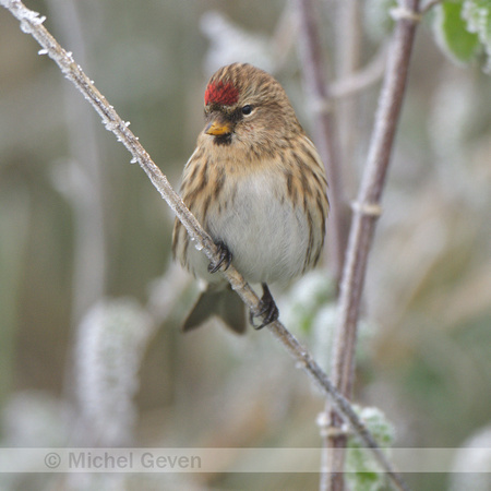 Barmsijs; Common Redpoll; Acanthis flammea