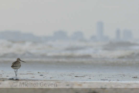 Rosse Grutto; Bar-tailed Godwit; Limosa lapponica