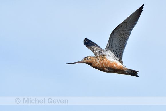 Rosse Grutto; Bar-tailed godwit; Limosa lapponica