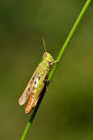 Kustsprinkhaan - Lesser Marsh Grasshopper - Chortippus albomargina