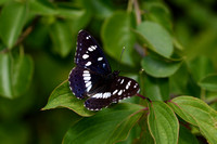 Blauwe IJsvogelvlinder; Southern White Admiral; Limenitis reduct