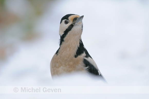 Grote Bonte Specht; Great Spotted Woodpecker;Dendrocopos major