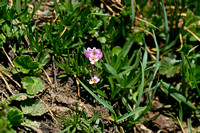 Androsace adfinis subsp. puberula