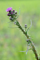 Kale Jonker - Marsh thistle - Cirsium palustre