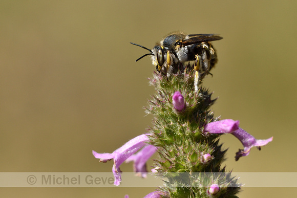 Grote wolbij; European Wool Carder Bee; Anthidium manicatum;