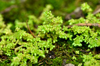 Artillery-plant; Pilea microphylla