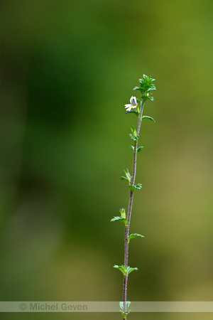 Bosogentroost; Common Eyebright; Euphorbia nemorosa