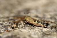 Slanke groenvleugel - Slender Green-winged Grasshopper - Aiolopus thalassinus