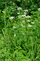 Grote bevernel; Greater burnet-saxifrage; Pimpinella major