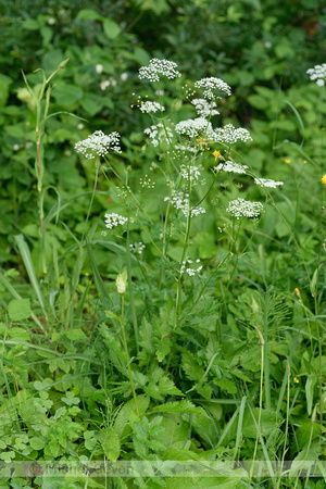 Grote bevernel; Greater burnet-saxifrage; Pimpinella major