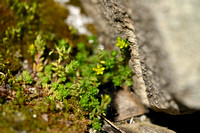 Eenjarig vetkruid - Annual stonecrop - Sedum annuum