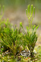 Kleine Wolfsklauw; Blue Groundcedar; Lycopodium tristachyum