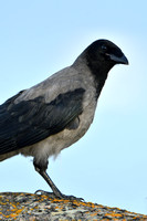 Bonte Kraai; Hooded Crow; Corvus cornix