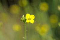 Grote Zandkool;Perennial wall-rocket;Diplotaxis tenuifolia