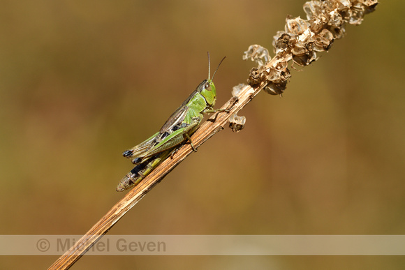 Krasser; Meadow Grasshopper; Pseudochorthippus parallelus