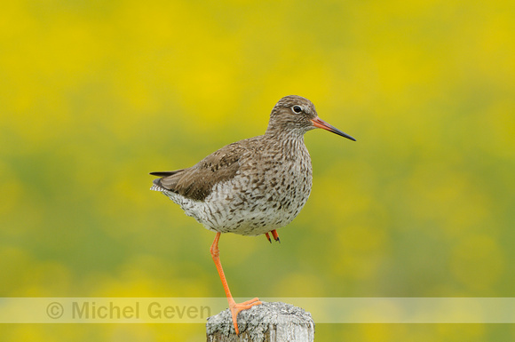 Tureluur; Redshank; Tringa totanus