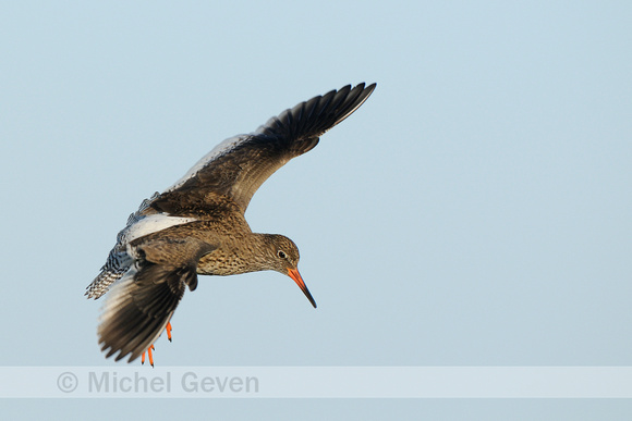 Tureluur; Redshank; Tringa totanus