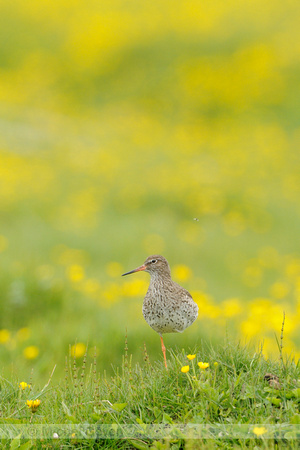 Tureluur; Redshank; Tringa totanus