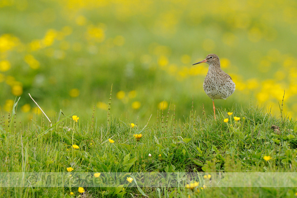 Tureluur; Redshank; Tringa totanus