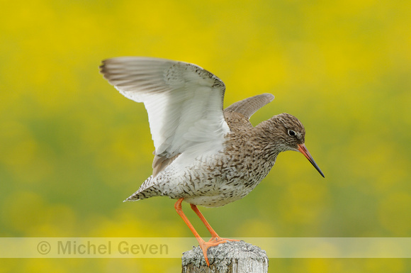 Tureluur; Redshank; Tringa totanus