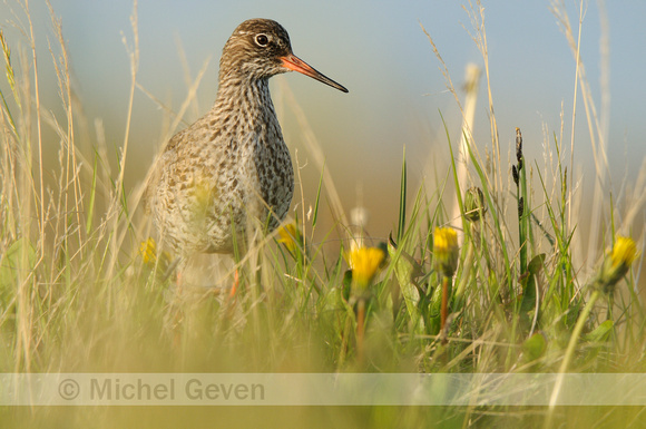 Tureluur; Redshank; Tringa totanus