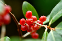 Langstelige olijfwilg; Japanese Berry; Elaeagnus multiflora