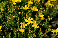 Hypericum olympicum