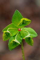 Zoete Wolfsmelk -  Sweet Spurge - Euphorbia dulcis