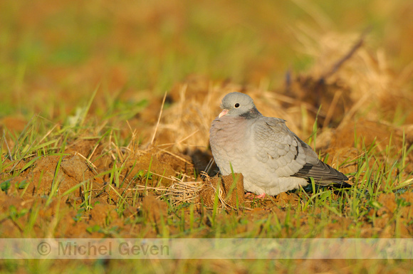 Holenduif; Stock Dove; Columba oenas;