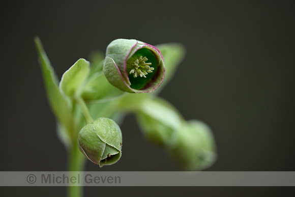 Stinkend nieskruid; Stinking Hellebore; Helleborus foetidus