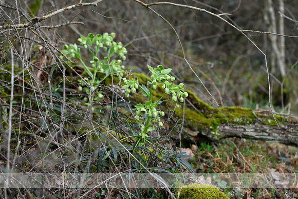 Stinkend nieskruid; Stinking Hellebore; Helleborus foetidus