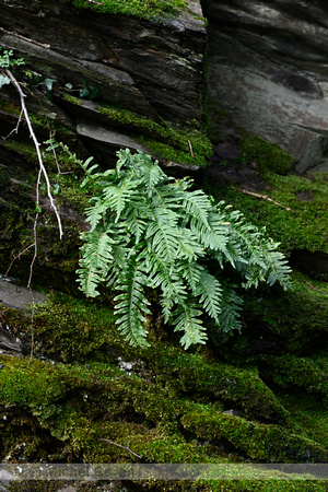 Eikvaren; Common Polypody; Polypodium vulgare