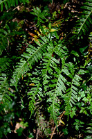 Eikvaren; Common Polypody; Polypodium vulgare