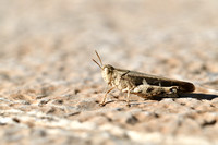 Plompe groenvleugel; Broad Green-winged Grasshopper; Aiolopus st
