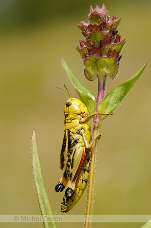 Arcyptera fusca; Large Banded Grasshopper;