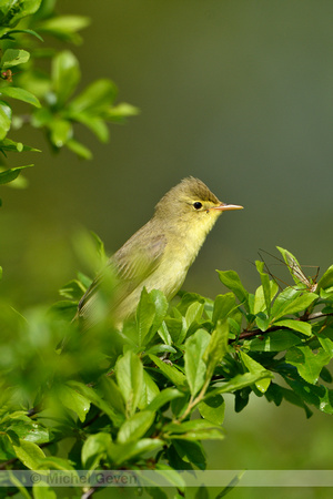 Spotvogel; Icterine warbler Hippolais icterina