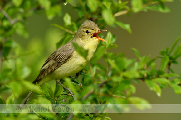 Spotvogel; Icterine warbler Hippolais icterina