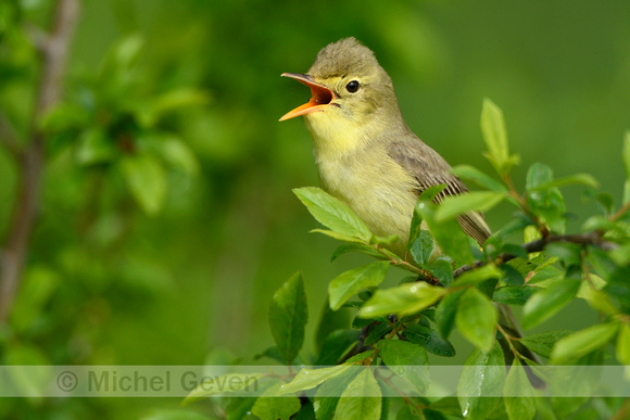 Spotvogel; Icterine warbler Hippolais icterina