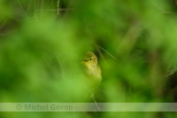 Spotvogel; Icterine warbler Hippolais icterina