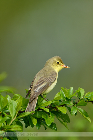 Spotvogel; Icterine warbler Hippolais icterina