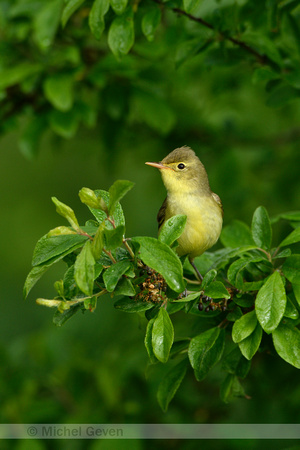 Spotvogel; Icterine warbler Hippolais icterina