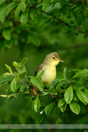 Spotvogel; Icterine warbler Hippolais icterina