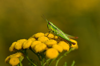 Kleine Goudsprinkhaan; Small Gold Grasshopper; Euthystira brachy