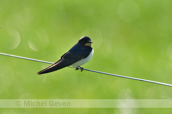 Boerenzwaluw; Barn Swallow; Hirundo rustica