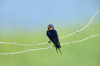 Boerenzwaluw - Barn Swallow - Hirundo rustica