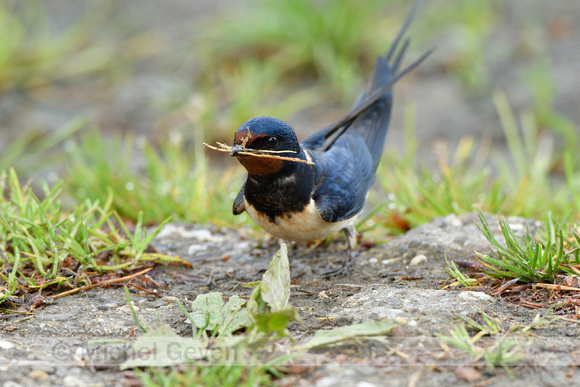 Boerenzwaluw; Barn Swallow; Hirundo rustica