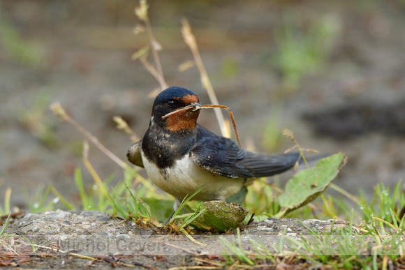 Boerenzwaluw; Barn Swallow; Hirundo rustica