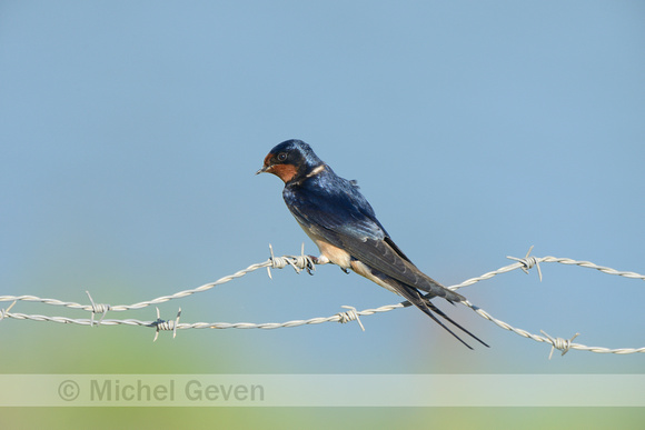 Boerenzwaluw; Barn Swallow; Hirundo rustica