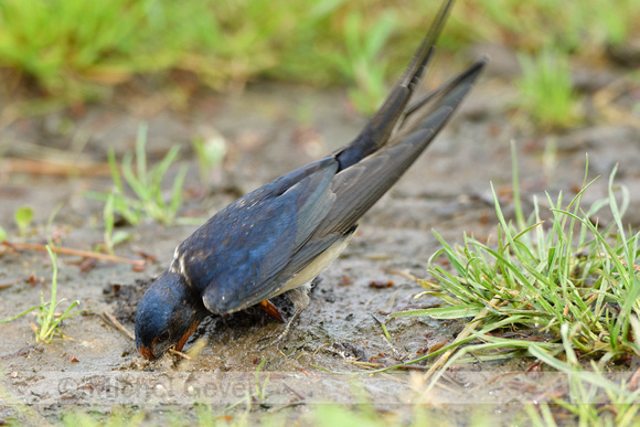 Boerenzwaluw; Barn Swallow; Hirundo rustica