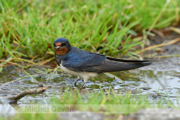 Boerenzwaluw; Barn Swallow; Hirundo rustica